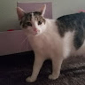 Meet your Posher, Misty